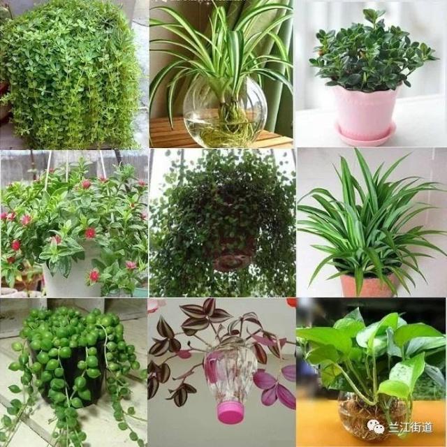 长沙市盈泰有害生物防治有限公司,长沙生物防治工作 长沙市盈泰有害生物防治有限公司,长沙生物防治工作